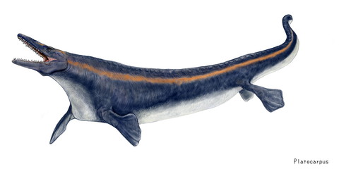 海竜　プラテカルプス　白亜紀後期の全世界の海域　全長7メートルの海棲爬虫類。モササウルスの仲間。いくつかの化石には深海に潜る能力を示す分厚い鼓膜の痕跡があり、浅瀬でイカや小魚を捕食するだけでなく、かなり深い海まで潜ってより大きな軟体動物を捕食していた可能性もある。