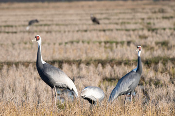 Family of white-naped cranes in Izumi city, Kagoshima prefecture, Japan