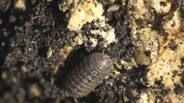 Woodlouse is a crustacean monophyletic suborder Oniscidea, isopods. View Macro insect in wildlife