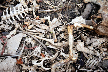animal bones
