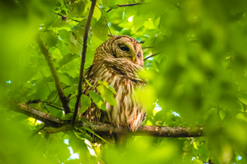 Female Owl and Owlet Chick