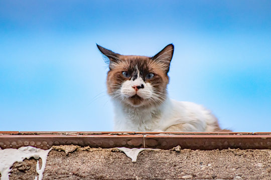 Gato en tejado de una casa