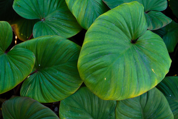 Fototapeta na wymiar The background image of the leaves shaped like a heart is green and refreshing.