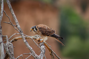 Halcón en el Desierto de la Tatacoa