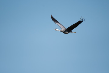 Fototapeta na wymiar Hooded crane flying in Izumi city, Kagoshima prefecture, Japan