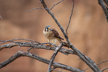 Halcón en el Desierto de la Tatacoa