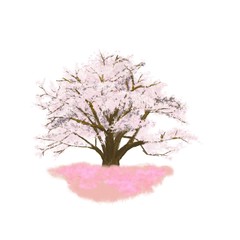 Cherry blossom, pink, spring