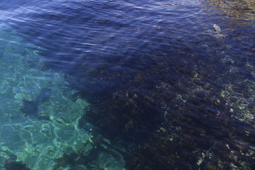 Fototapeta na wymiar 海藻