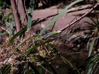 Ammil Verde