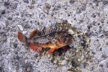 ハオコゼ　毒魚
