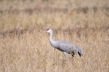 Sandhill crane in Izumi city, Kagoshima prefecture, Japan