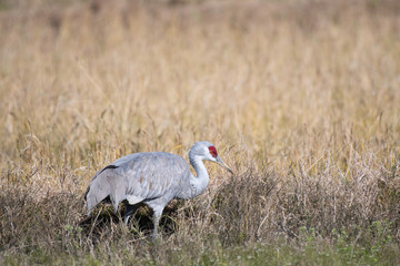 Sandhill crane in Izumi city, Kagoshima prefecture, Japan