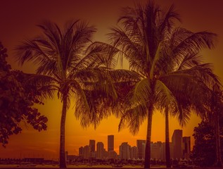 tropical silhouette yellow sky sun sunset tree palm beach dusk island nature summer miami florida coast beautiful © Alberto GV PHOTOGRAP