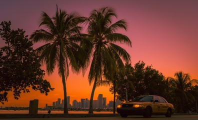 sunset palm beach tree taxi tropical sky silhouette sea sunrise sun landscape buildings summer ocean miami florida usa dusk palm tree