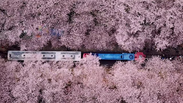 Top view Video at jinhae cherry blossom,Busan City,South Korea