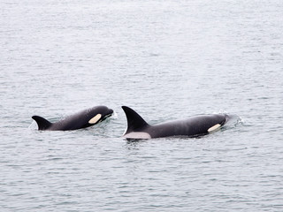pnw orca whales mom and calf