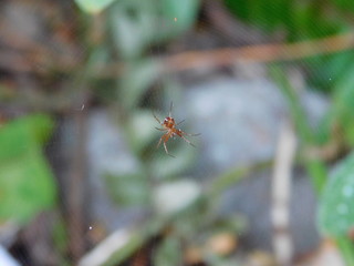 telaraña pequeña araña cazando en su red