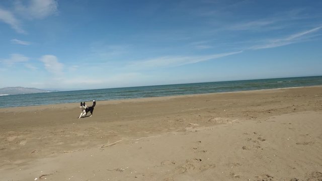 Border collie playing and turning in circle near the water on the beach. Dog running and plying near the sea on the sand with blue sky in the summer.