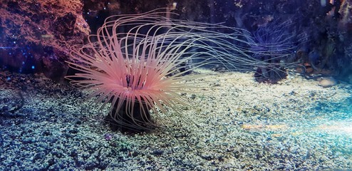 Sea anemone under water