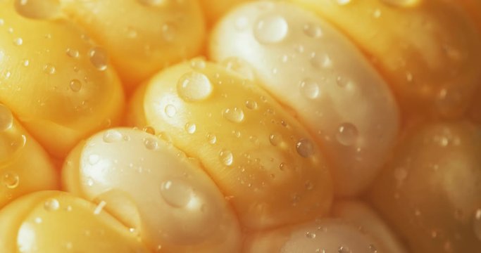 Farm fresh sweet yellow corn with water droplets. Shot in 4K RAW on a cinema camera.