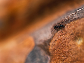 Ant on wood surface