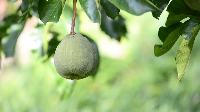 The first not ripe santol, a bunch of green fruits