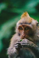 Young monkey eating snack in Ubud Monkey Forest, Bali