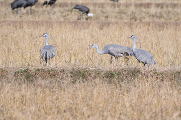 Family of sandhill cranes in Izumi city, Kagoshima prefecture, Japan