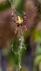 Barn orb weaver