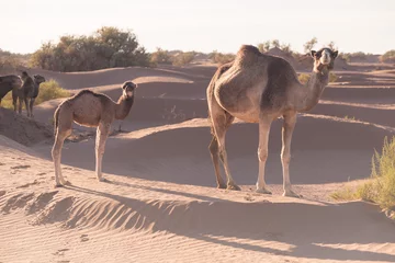 Keuken spatwand met foto Mother and baby camel in Sahara desert, beautiful wildlife near oasis. Camels walking in the Morocco. Brown female trampler with white cub. One-humped camels. Picturesque sunny day with blue sky © Michal
