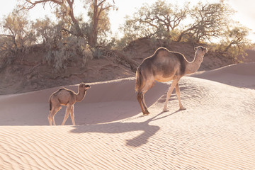 Mother and baby camel in Sahara desert, beautiful wildlife near oasis. Camels walking in the...