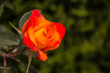 Orange Rose