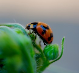 ladybug on leaf