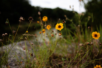 yellow texas wildflower 