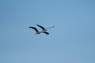 Obraz premium Pair of hooded cranes flying in Izumi city, Kagoshima prefecture, Japan