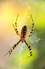 Yellow garden spider