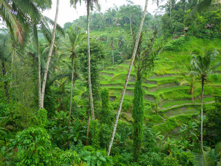 Fototapeta premium Terraced Rice Paddies in Bali