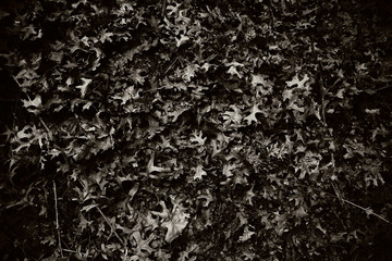 black and white fall leaves 