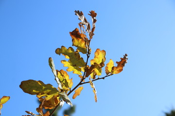 Ветка на фоне неба