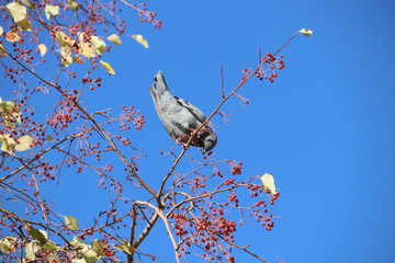 Голубь на ветке с ранетками
