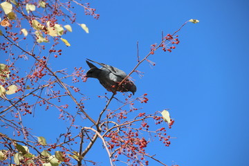 Голубь  на ветке
