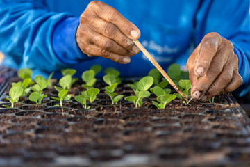 Agriculturist put the young of tobacco tree in black plastic.seedling tray