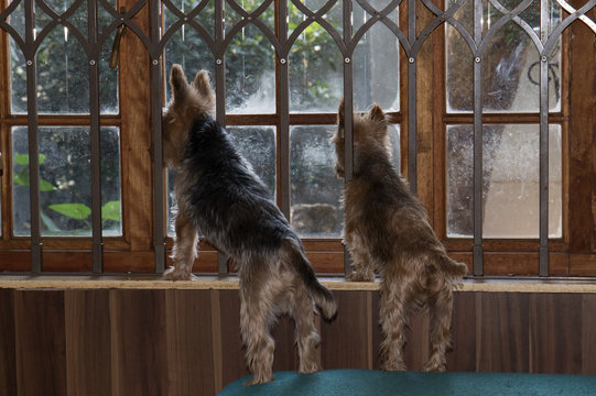 Two small dogs standing on their hind legs on a sofa looking through a window image in horizontal format