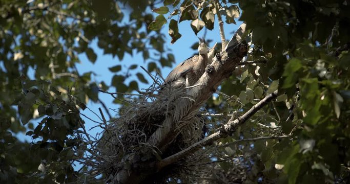 Adorable Baby Animal Video of Baby Blue Herons in Nest