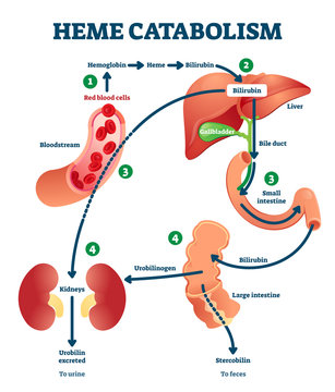 Heme catabolism vector illustration. Labeled chemical blood reaction scheme