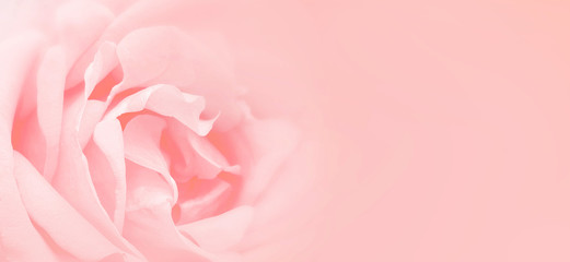 Softness pink rose background. Background with space for text writing.
