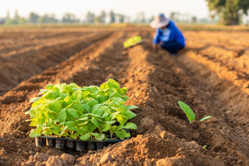 Thai agriculturist planting the young of green tobacco in the field at northern of Thailand.