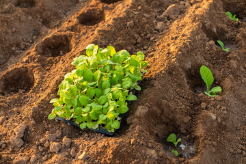 Thai agriculturist planting the young of green tobacco in the field at northern of Thailand.