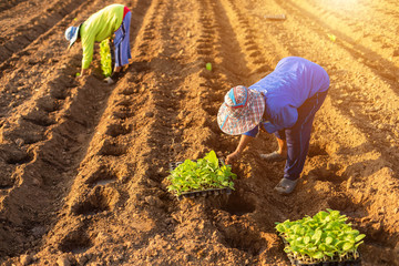 Thai agriculturist planting the young of green tobacco in the field at northern of Thailand.