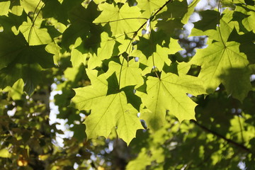 Листья кленовые